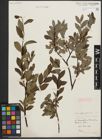Foto von Salix phylicifolia L.